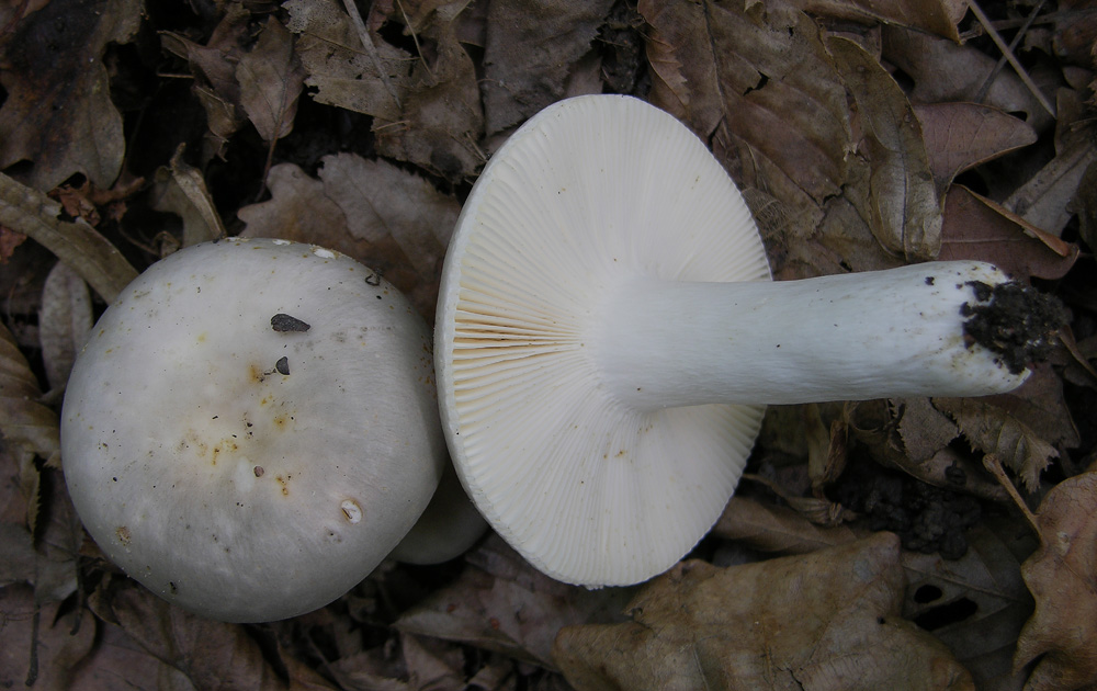 Russula da determinare. (Russula medullata?)